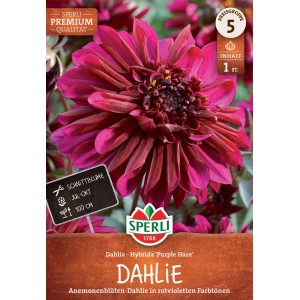 Sperli Blumenzwiebeln Dahlie Purple Haze