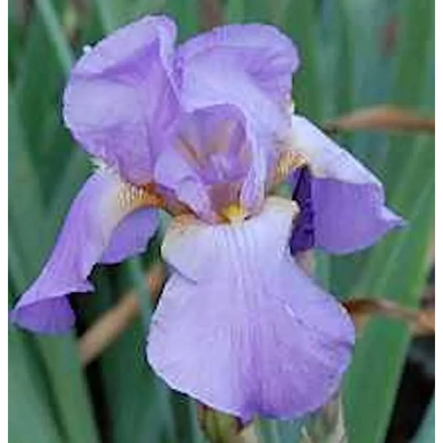 Zwergschwertlilie Blue Demin - Iris barbata nana