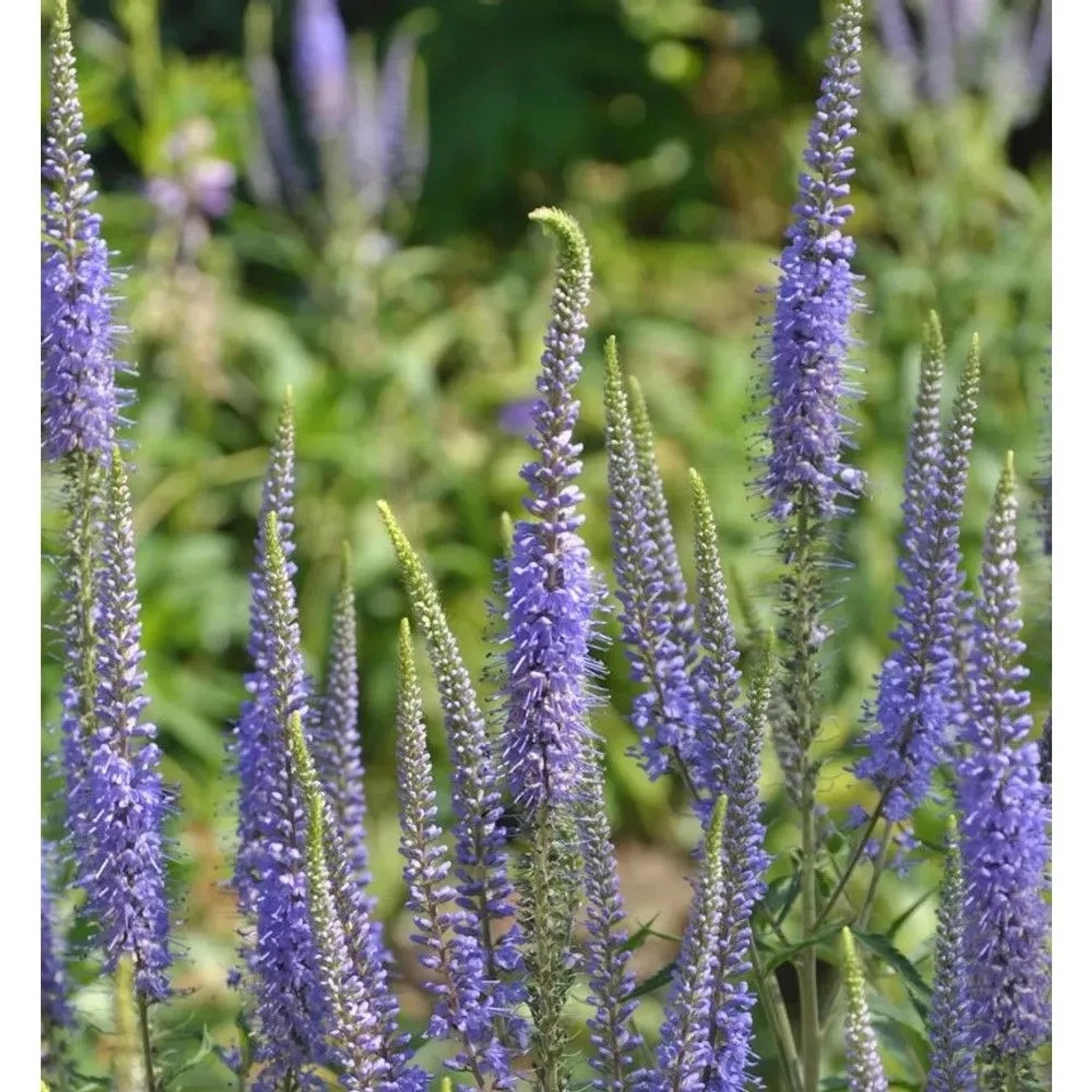 Ehrenpreis Blaue Pyramide - Veronica subsessilis