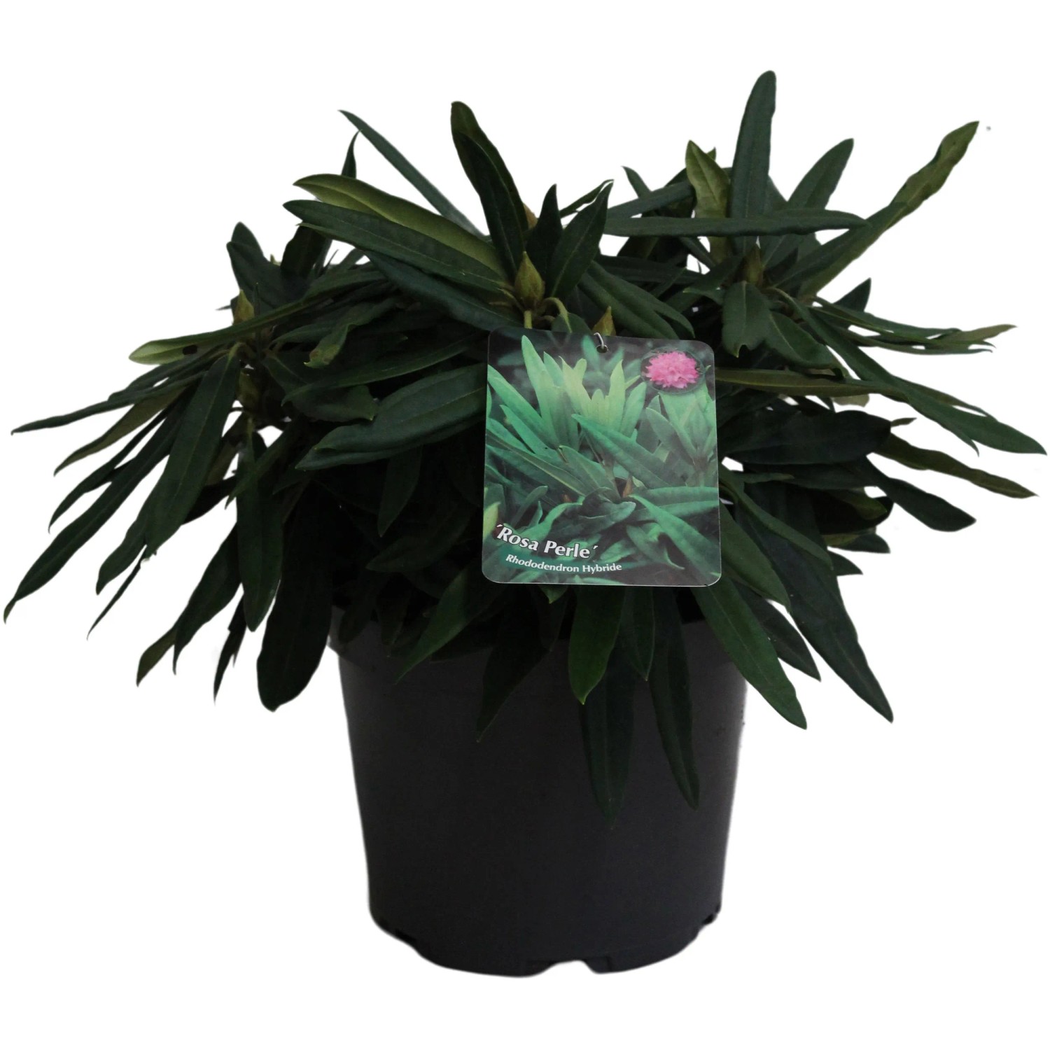 strelitzia nicolai 180 Strelitzia nicolai ⚠️ Not shippable, pick-up only – Coldpalm main image 1