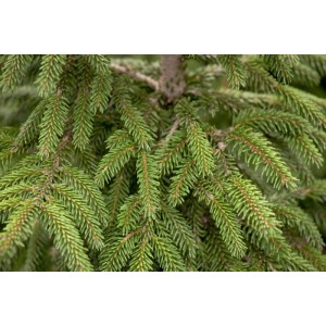 Nahaufnahme der goldgelben Nadeln einer Orientalischen Fichte (Picea Orientalis Aurea), Hausbaum.