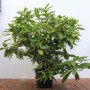 Japanische Aukube Variegata im Topf, bunte Blätter, ca. 80-100 cm hoch.