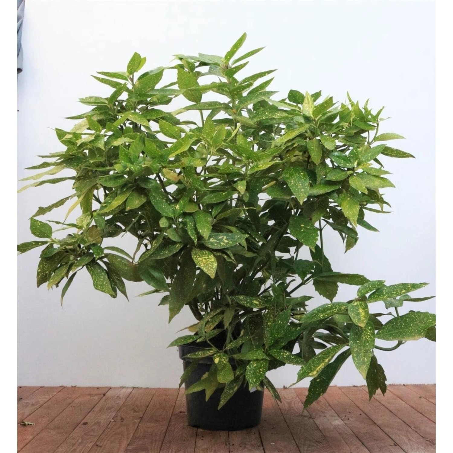 Aucuba Japonica Variegata Japanische Aukube Buntes Laub 80–100 cm günstig online kaufen