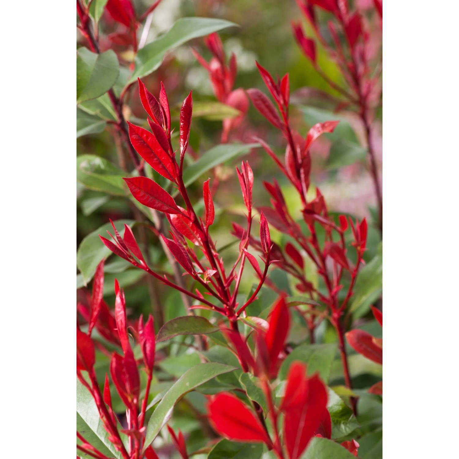 kaktus mit weissen blüten Carnegiea gigantea SAMEN main image 1
