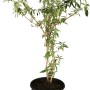 Sommerflieder 'Blau' im 3l Topf, ca. 10-20cm hoch. Schmetterlingsflieder für Garten und Kübel.