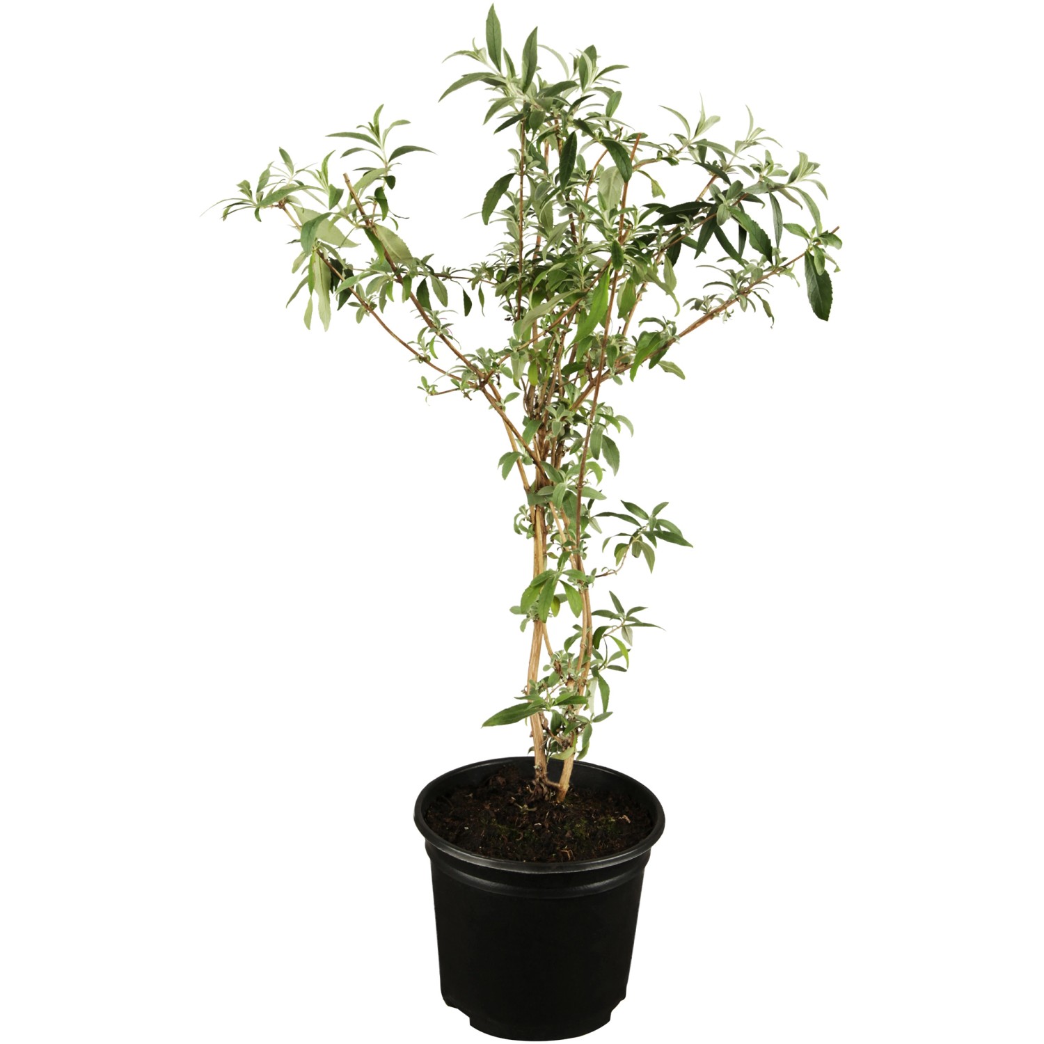OBI Sommerflieder Blau Höhe ca. 10 - 20 cm Topf ca. 3 l Buddleja