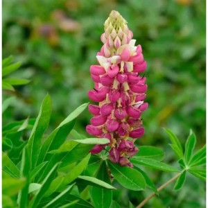 Gartenlupinie 'Schloßfrau' mit rosa-weißem Blütenstand. Blühende Staude mit grünen Blättern für den Garten.