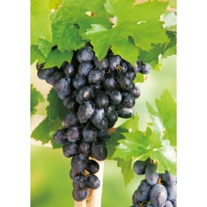 Weinrebe Centuri mit dunklen Trauben und grünen Blättern im Topf.