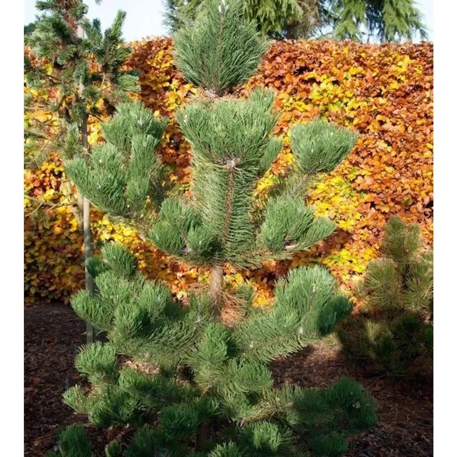 Österreichische Schwarzkiefer Oregon Green 50-60cm - Pinus nigra