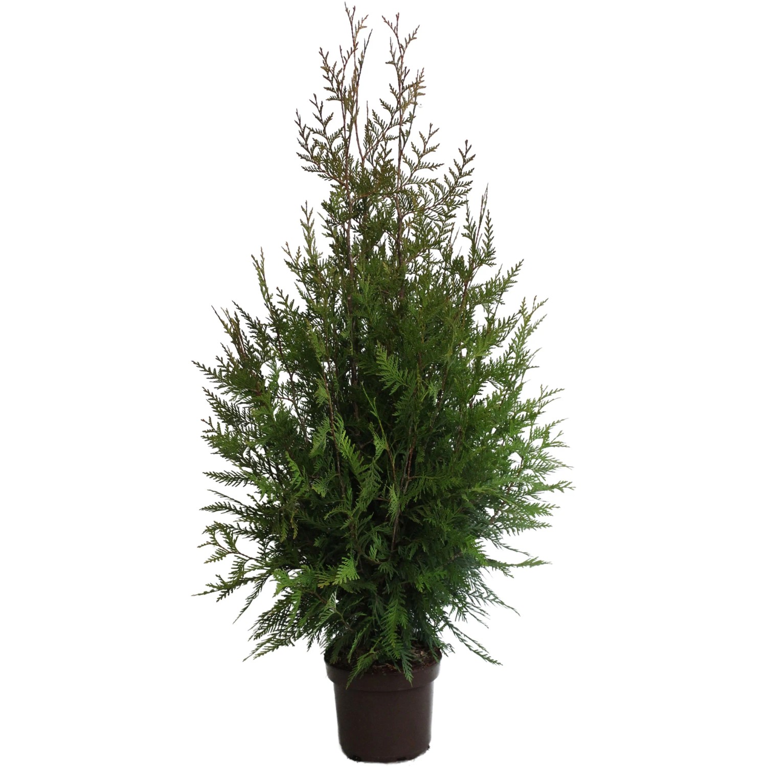 gießkanne zimmerpflanzen 1l Gießkanne aus Edelstahl 1 L Poliert Gießer Blumengießkanne Bewässerung main image 0