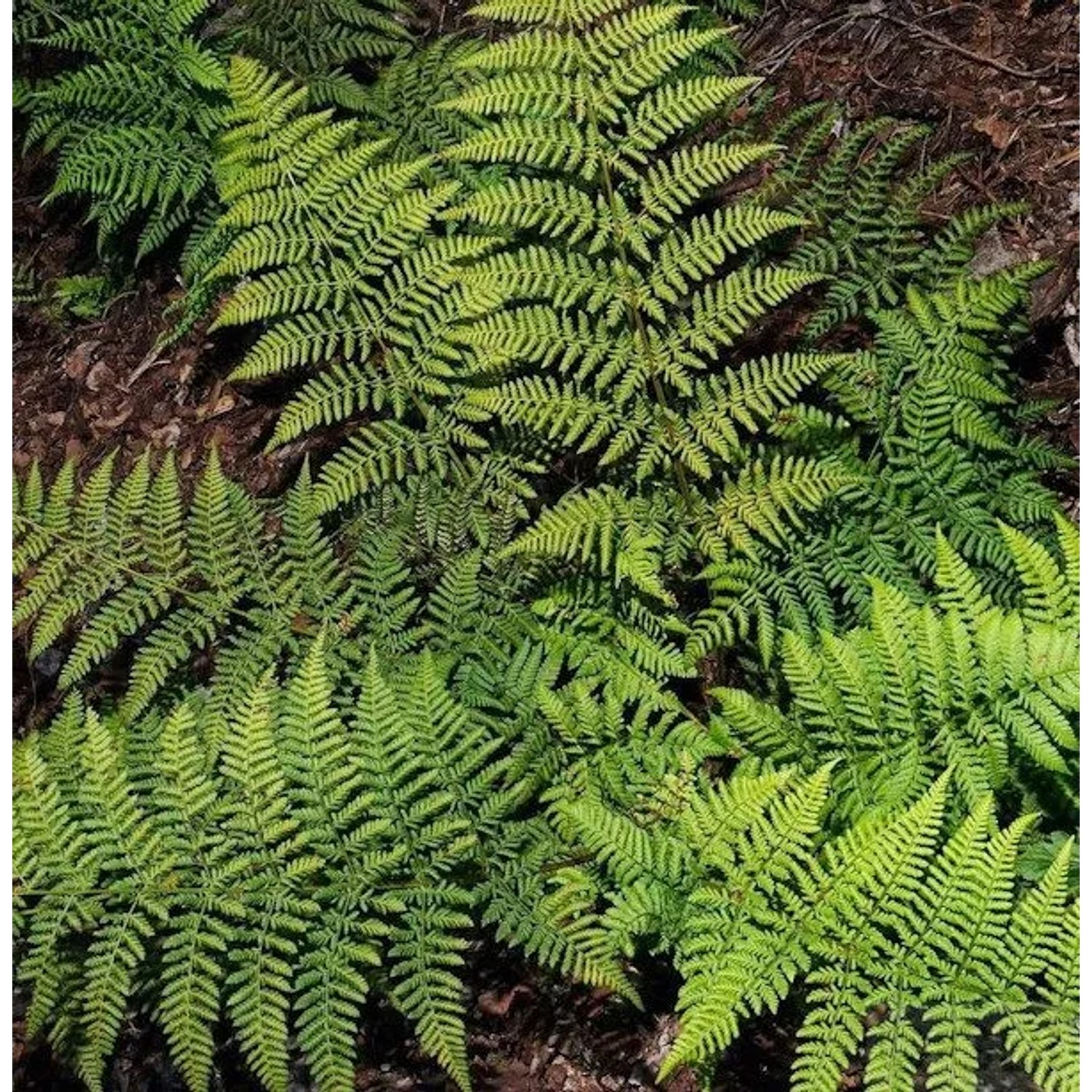 Breitwedeldornfarn - Dryopteris austriaca