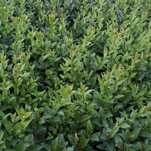 Liguster 'Atrovirens' Ligustrum Vulgare 60 bis 80 cm im Container Schnell Wachsend