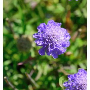 Nahaufnahme einer blauen Kaukasus Skabiose (Scabiosa caucasica) im Garten.