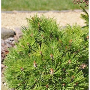 Grüne Hakenkiefer Nana (Pinus uncinata) als Strauch im Garten.