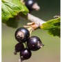 Nahaufnahme von schwarzen Johannisbeeren (Little Black Giant) am Strauch.