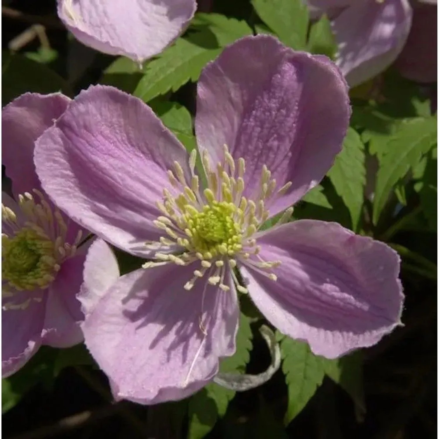 Berg Waldrebe Tetrarose 40-60cm - Clematis montana