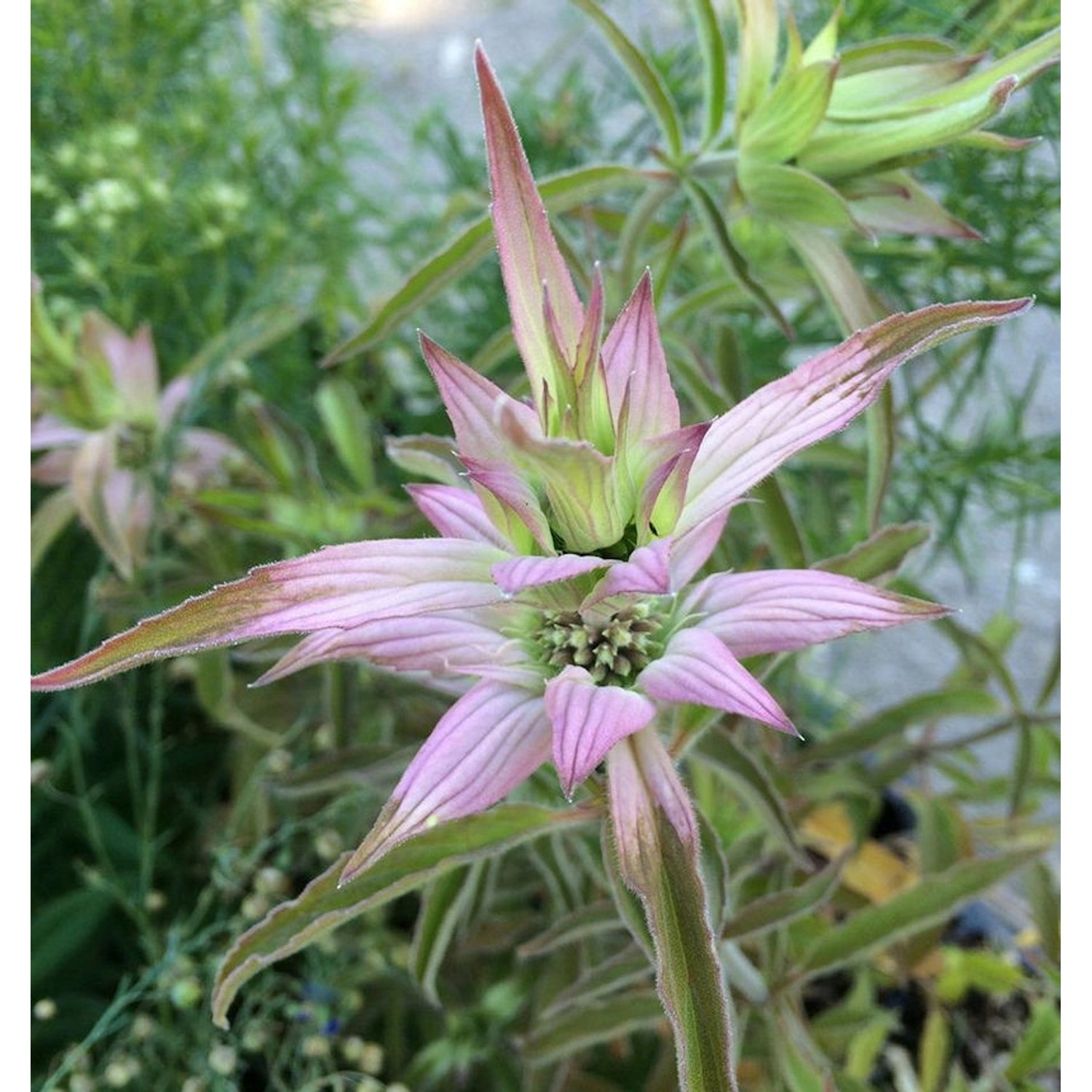 Punktierte Bergamotte - Monarda punctata günstig online kaufen