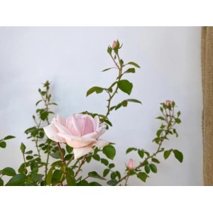 Baumfink Kletterrose New Dawn im Topf mit zartrosa Blüte und grünen Blättern.