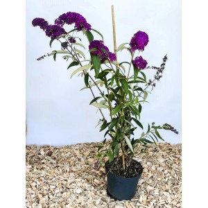 Sommerflieder Royal Red im Topf, ca. 40-60cm hoch, mit purpurroten Blüten.