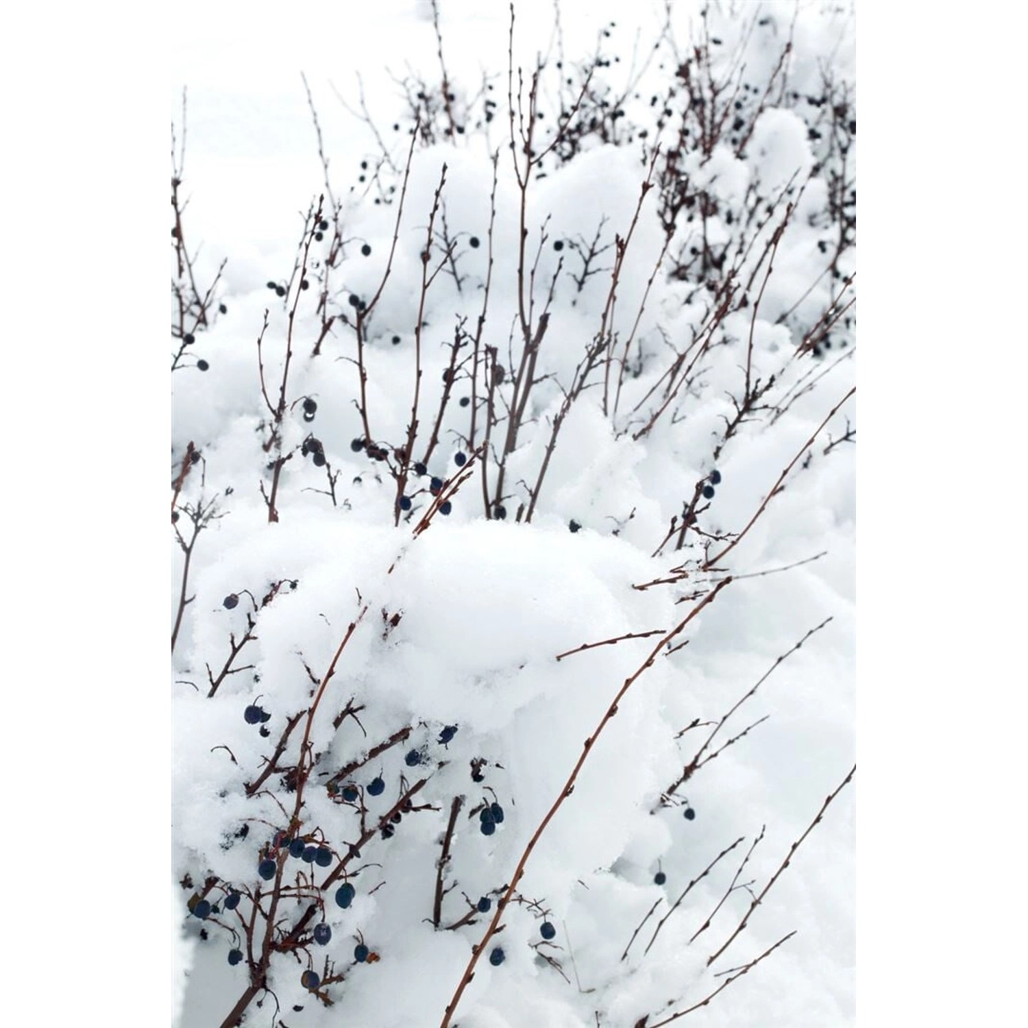 Schnee bedeckter Cotoneaster lucidus (40-60 cm) mit dunklen Beeren im Winter.