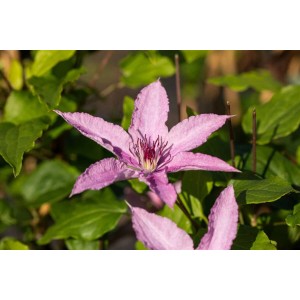 Nahaufnahme einer rosa Clematis Hybride Hagley Hybrid Waldrebe mit grünen Blättern.
