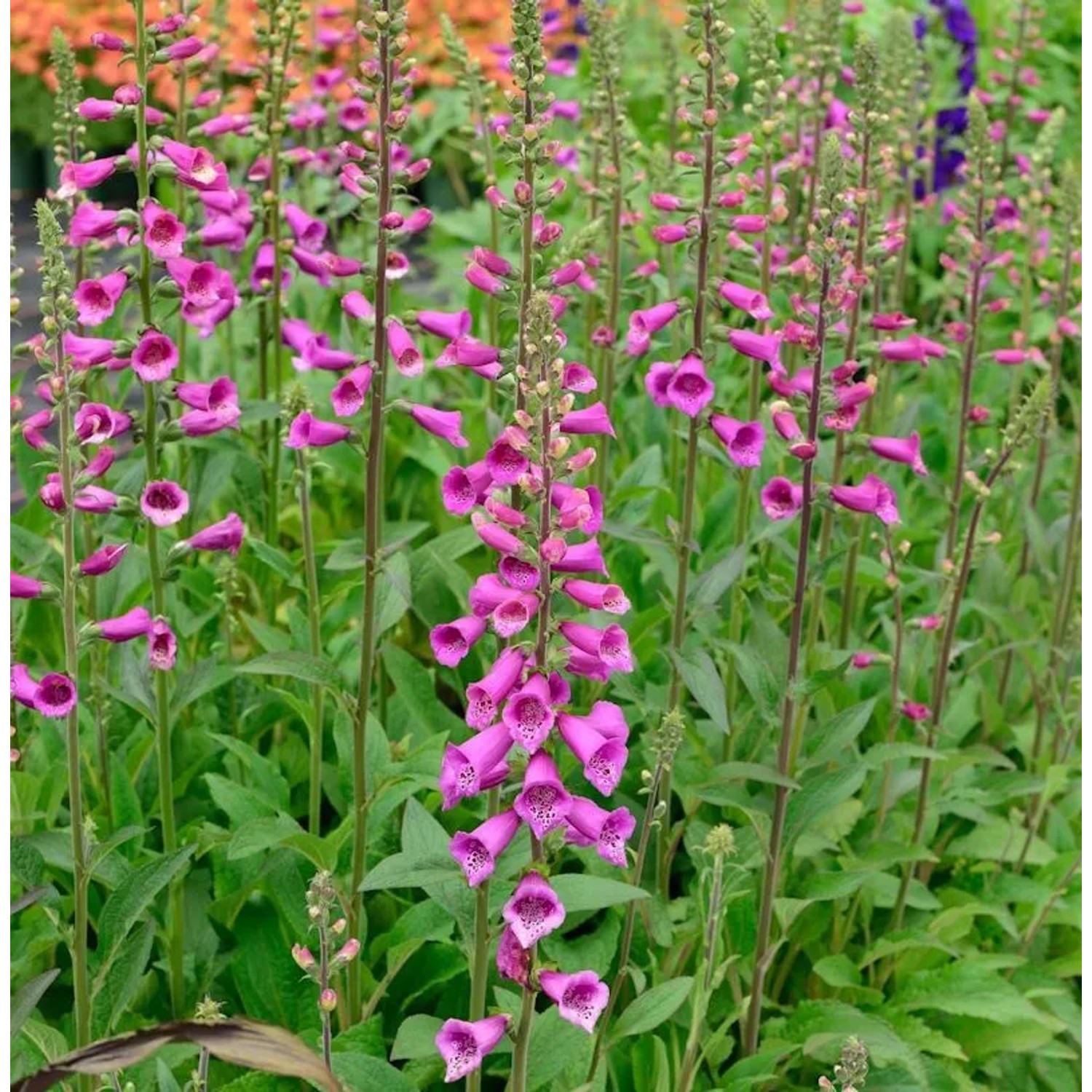 Fingerhut Foxi - Digitalis purpurea