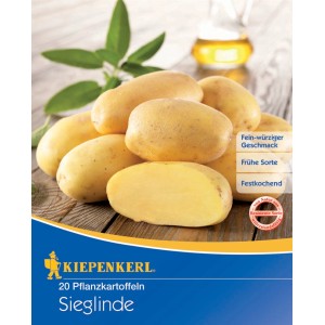 Kiepenkerl Pflanzkartoffeln "Sieglinde", 20 Stück, gelbe, längliche Speisekartoffeln.