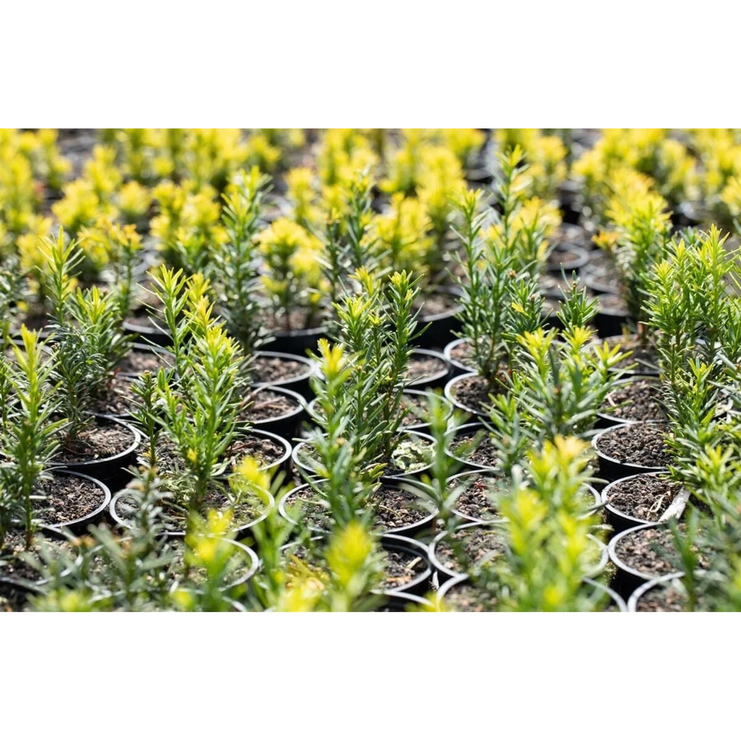 Pflanzen fr dich Kbelpflanze winterhart Taxus baccata 'Semperaurea' 30-40  cm kaufen bei OBI
