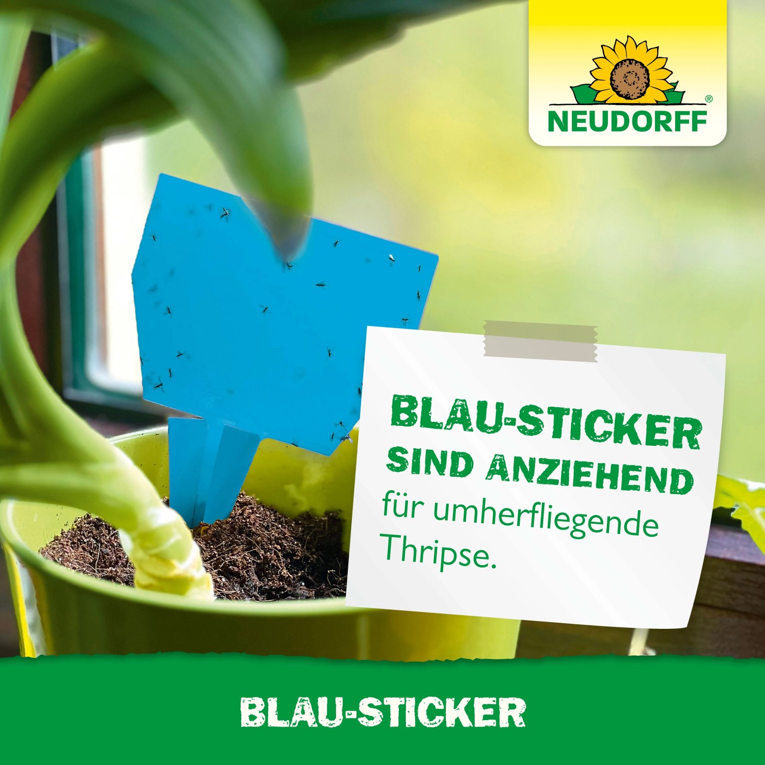 Neudorff Blau-Sticker Insektenfalle im Blumentopf zur Schädlingsbekämpfung.