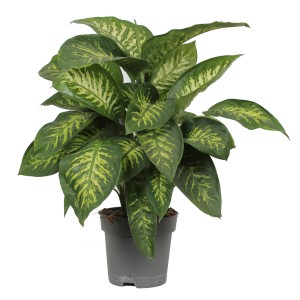 Dieffenbachie Reeva im Topf, Zimmerpflanze mit grün-weiß gemusterten Blättern.