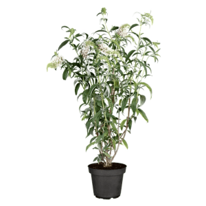 Schmetterlingsstrauch 'White Profusion' im Topf, weiße Blüten, 40-60 cm hoch.