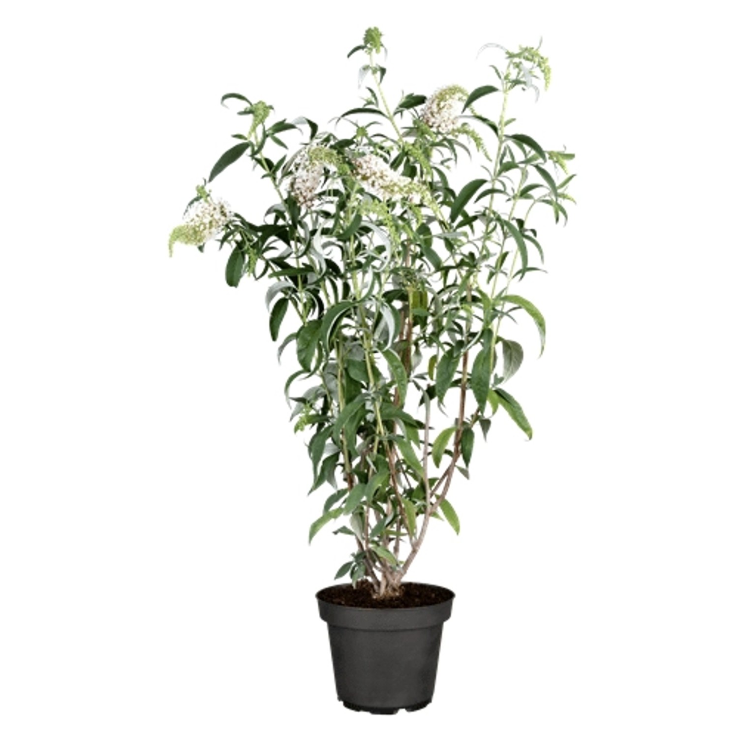Buddleja Schmetterlingsstrauch White Profusion 40-60 cm günstig online kaufen