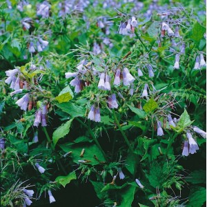 Großblütiger Beinwell 'Blaue Glocken' im 9x9 cm Topf, Staude mit blauen, glockenförmigen Blüten und grünen Blättern.