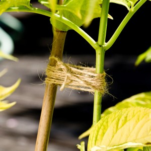 Windhager Gartenschnur aus Flachs, 80m, zum Anbinden von Pflanzen im Garten.
