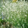 Ästige Graslilie (Anthericum ramosum) mit filigranen, weißen Blüten im 9x9 cm Topf.