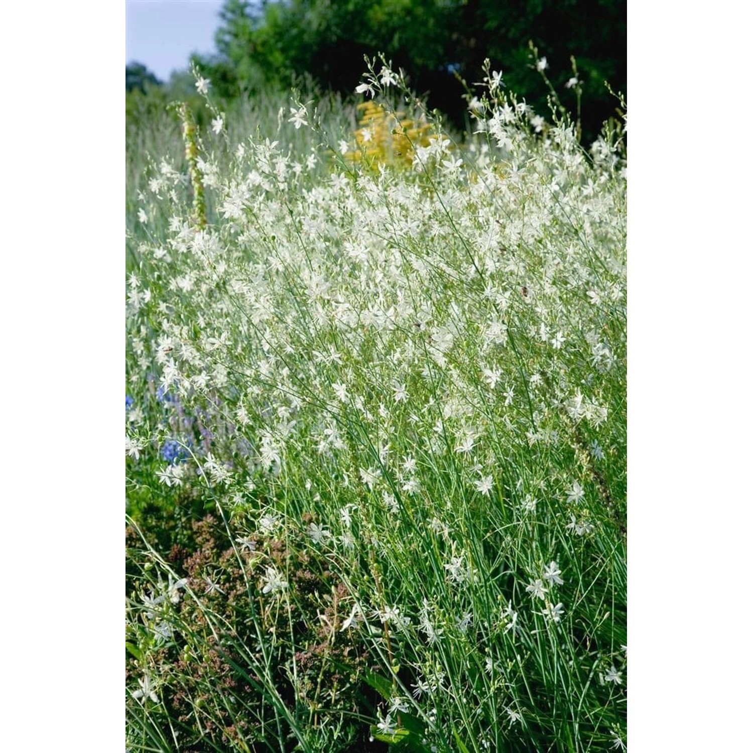 Anthericum Ramosum Ästige Graslilie Ca. 9x9 cm Topf günstig online kaufen