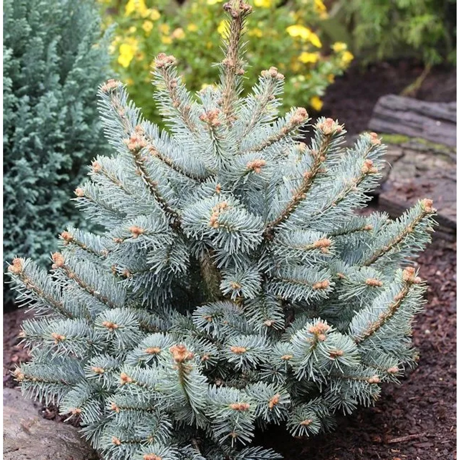 Zwergkorktanne Compacta 25-30cm - Abies,asiocarpa günstig online kaufen