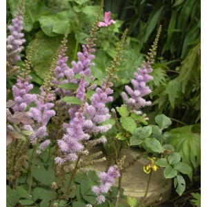 Teppich-Spiere (Astilbe chinensis) mit zarten, rosa Blüten und grünen Blättern. Bodendecker für halbschattige Standorte.