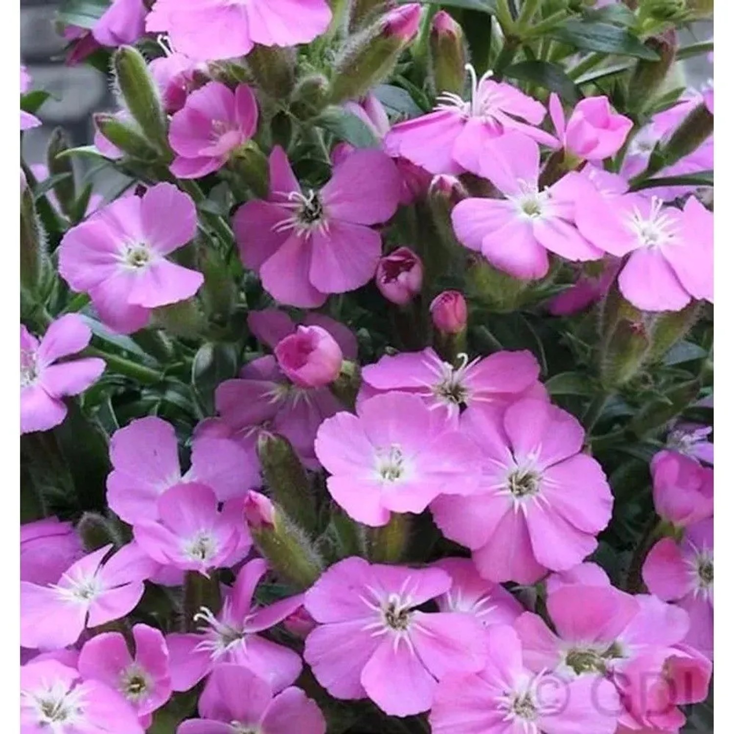 Polster Seifenkraut Bressingham - Saponaria olivana