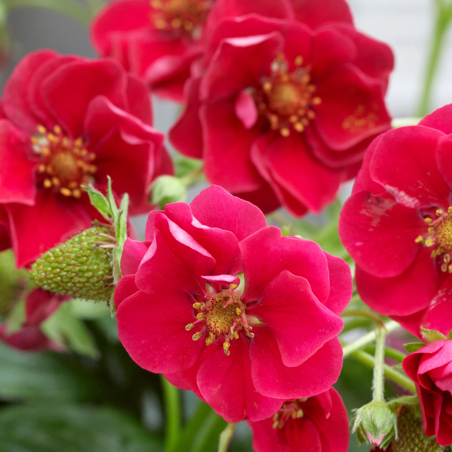 Nahaufnahme der Blu Bio-Rosen-Erdbeere Summer Breeze Red mit roten Blüten und grünen Früchten.