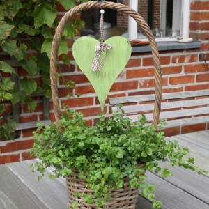 Blu Hängeminze Indian Mint im Korb mit Deko-Herz. Küchenkräuter für Tee und Speisen.