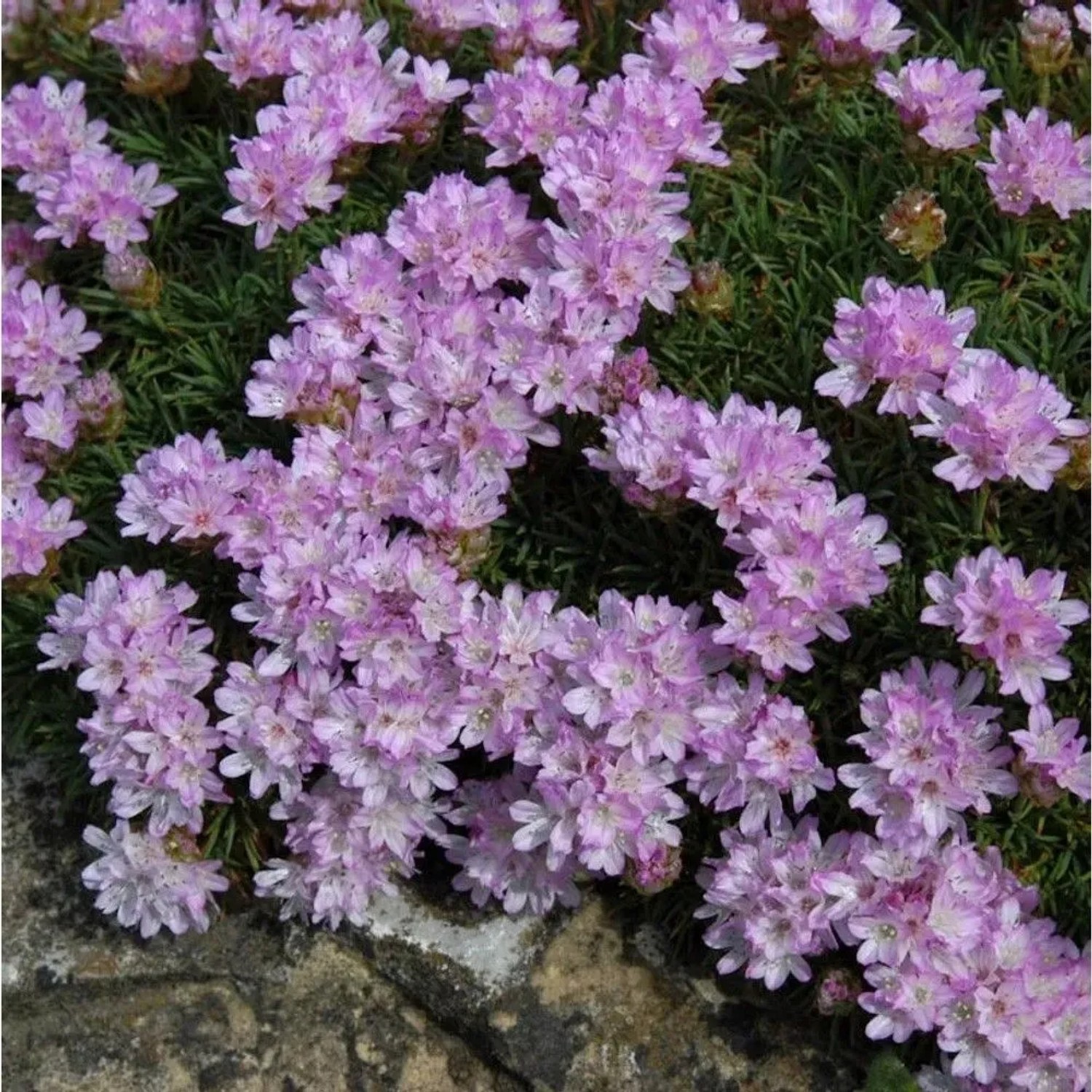 Nahaufnahme der rosa blühenden Grasnelke (Armeria caespitosa), eine beliebte Staude.