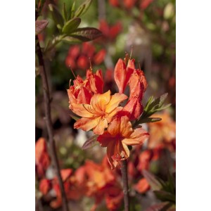Leuchtend gelb-rote Blüten des Rhododendron Luteum Rumba Strauchs.