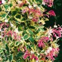 Duftendes Geißblatt Lonicera Periclymenum, 40–60 cm, mit rosa-weißen Blüten und grün-gelben Blättern.