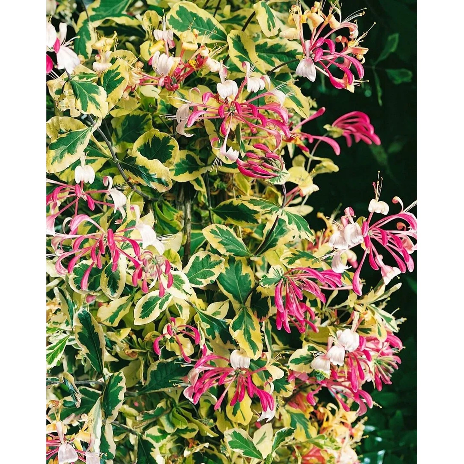 Duftendes Geißblatt Lonicera Periclymenum, 40–60 cm, mit rosa-weißen Blüten und grün-gelben Blättern.