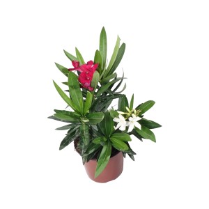 Zweifarbiger Oleander im Topf (ca. 14 cm Ø) mit roten und weißen Blüten.