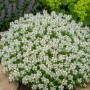 Themenset Thymian-Spezial mit weißen Blüten im 9 cm Topf, dichte Staude für Steingärten.