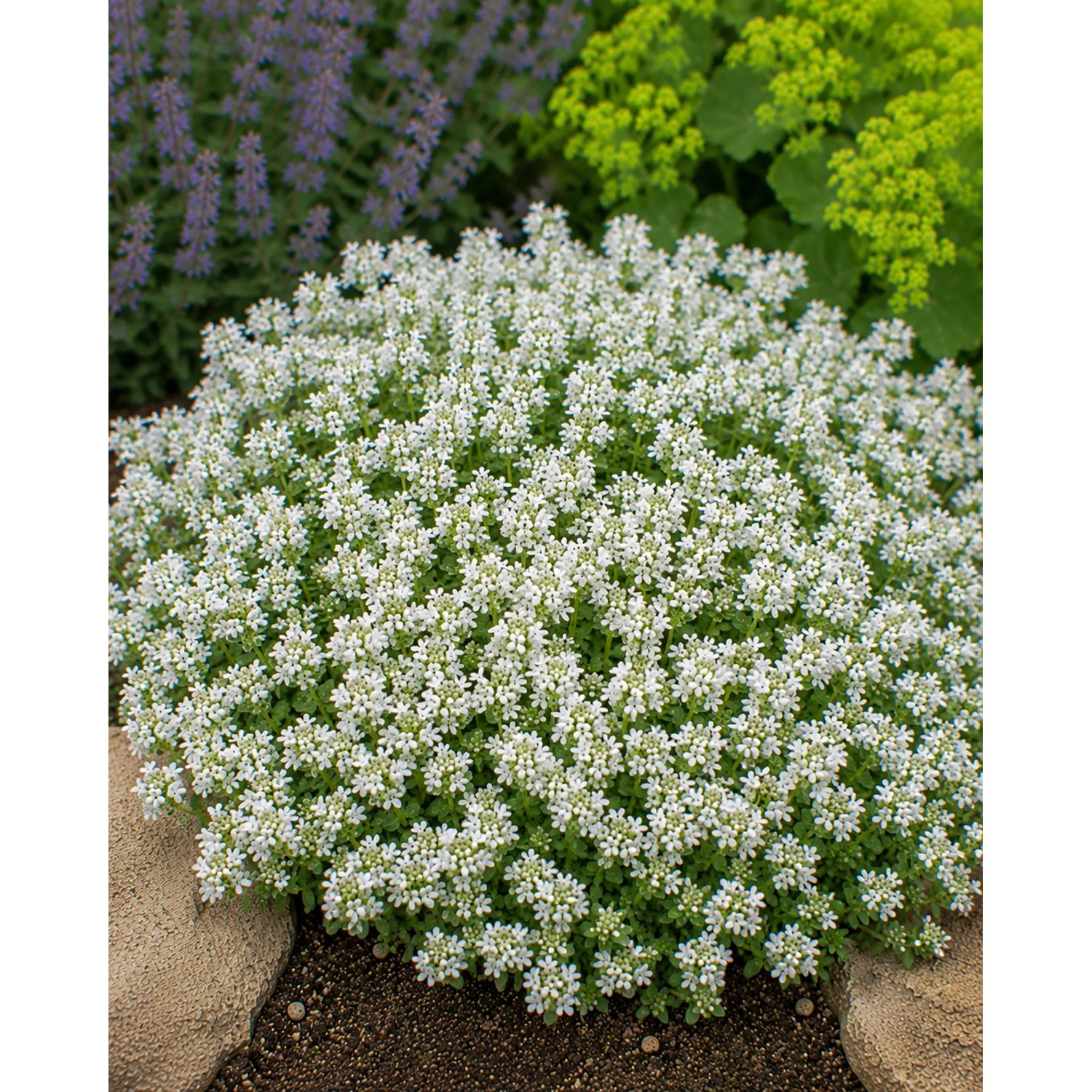 Themenset Thymian-Spezial mit weißen Blüten im 9 cm Topf, dichte Staude für Steingärten.