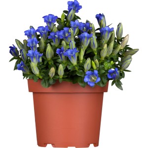 Blauer Garten-Enzian (Gentiana) im Topf, eine blühende Staude von GROW by OBI.
