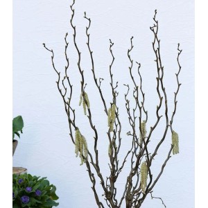 Korkenzieherhasel Twister (Corylus avellana) mit gedrehten Ästen und Kätzchen.